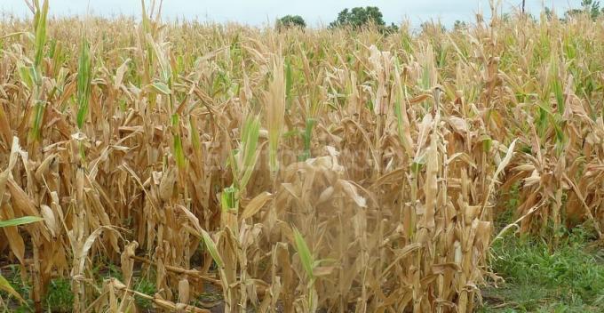 Trigo: sequía pone en riesgo 8,3 millones de toneladas