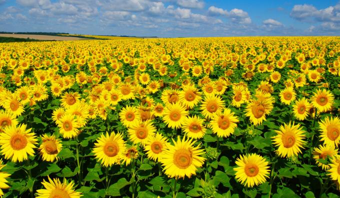 Con buenas perspectivas, el girasol avanza en el NEA