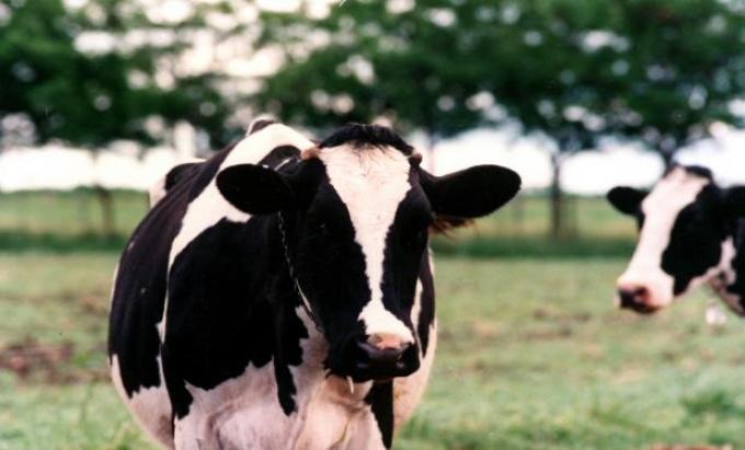 Provimi presenta su nuevo programa nutricional Calf&Heifer