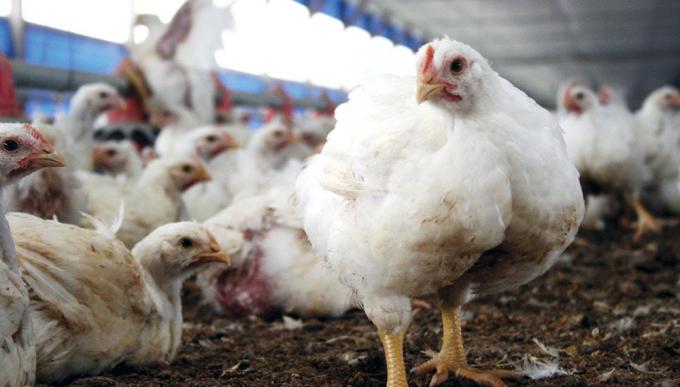 Nuevos requisitos para el manejo de pollos de engorde con el fin de garantizar el bienestar animal