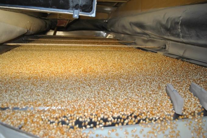 Apenas cinco empresas concentran la mitad del negocio de exportación de maíz pisingallo argentino