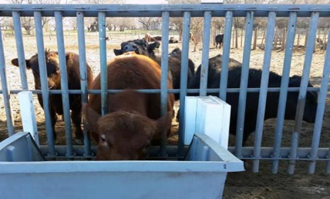 Ganadería 4.0: la era de las vacas con chips