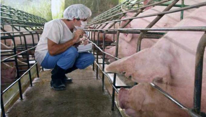 Cerdo: mejoró el precio, pero aseguran que “todavía falta”