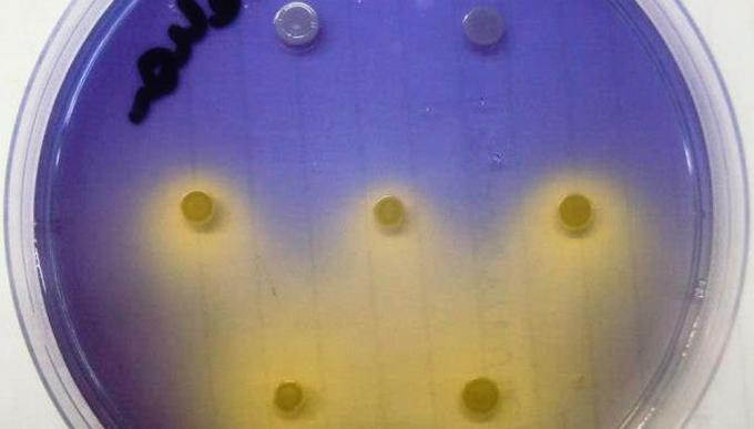 Agroindustria actualizó la normativa en biotecnología microbiana