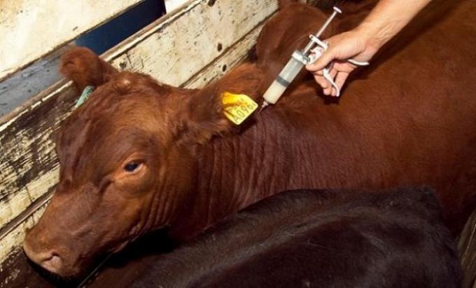 Tristeza bovina: avanzan en el desarrollo de una nueva vacuna