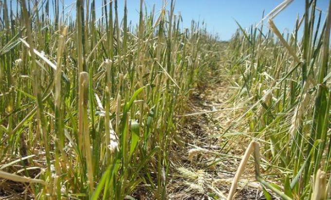 El seguro de granizo como aliado del productor ante los vaivenes del clima