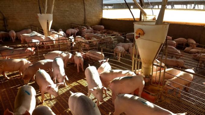 Alarma en Argentina: se conoció un caso de peste porcina en Brasil
