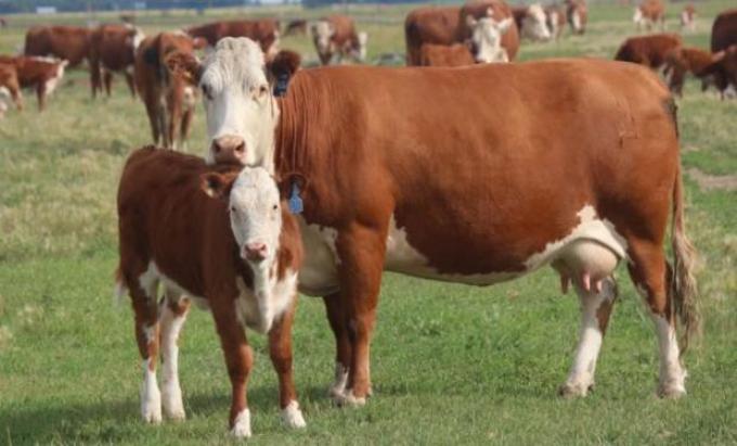 La crisis económica argentina combinada con alta demanda internacional de cortes baratos impulsó la faena de hembras
