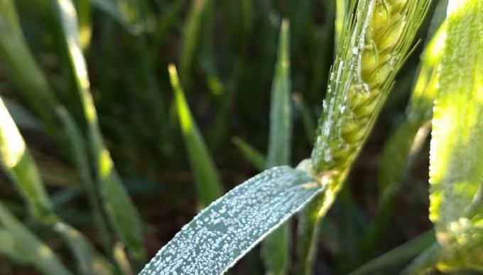 Recortan en 2 Mtn la proyección de producción de trigo por sequía, heladas y granizo