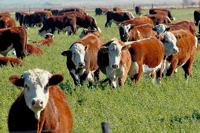 Novillo Mercosur: precios en suba, excepto en la Argentina