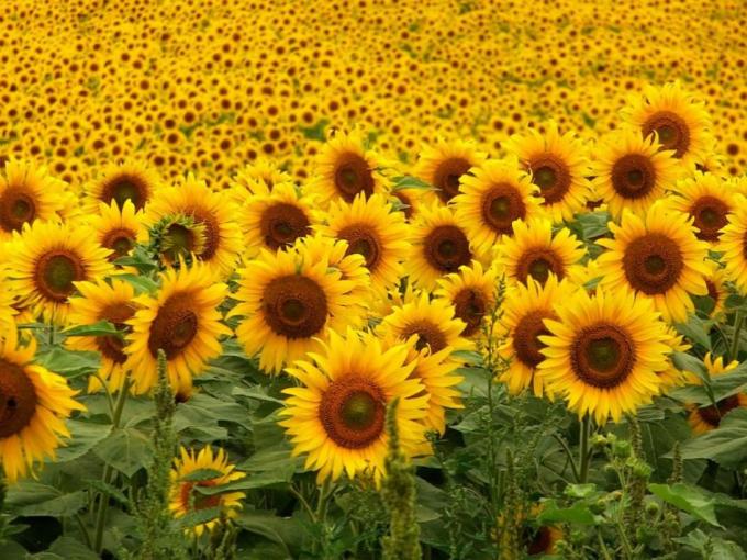 La siembra de girasol comenzó a extenderse hacia Bs. As. y La Pampa