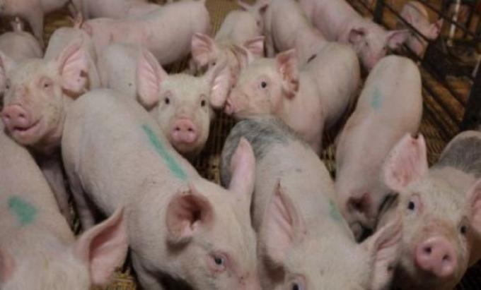 Porcinos: el AMBA aporta casi el total de lo consumido en la zona