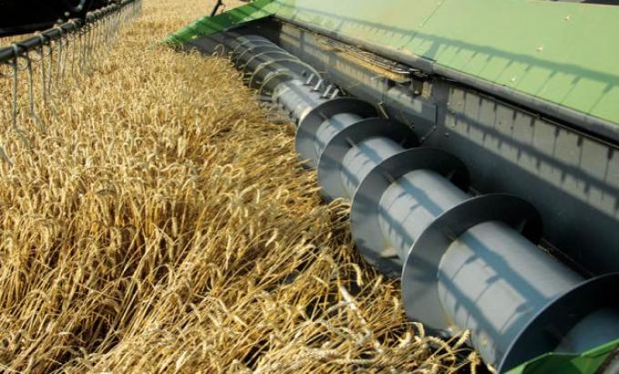 Trigo: rinde promedio de lotes cosechados es de 13,8 qq/ha