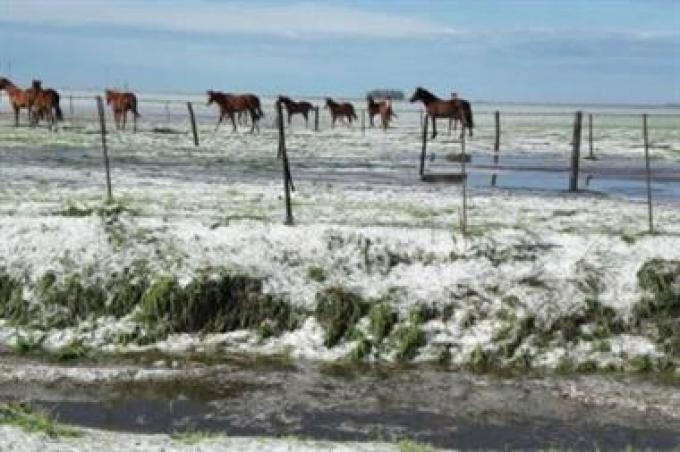 Así quedaron los campos en varias zonas agrícolas tras una feroz granizada.