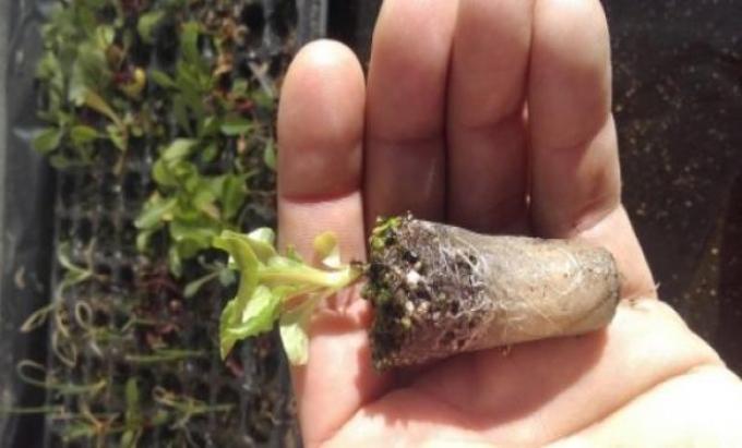 Innovación: producen plantines hortícolas con sustrato de lana de oveja