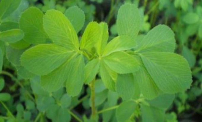 Alfalfa: obtienen dos nuevas variedades con gran potencial