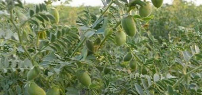 La falta de lluvias complican al trigo y al garbanzo cordobés