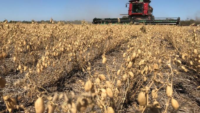 El garbanzo, ante un año para el olvido: a las retenciones, se le suma la caída del precio