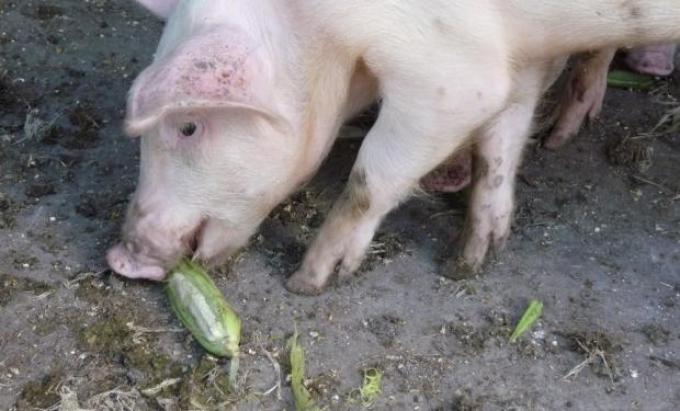 Según un informe, se recuperan los márgenes del negocio porcino