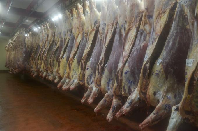 Nuevos sistemas de Clasificación para faena y de Tipificación Bovina