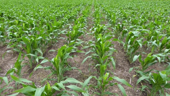 Maíz: en la zona núcleo el 60% de la siembra temprana se hizo fuera de la fecha ideal