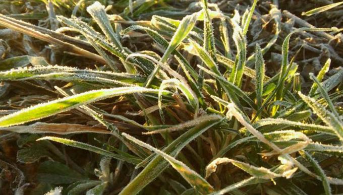 Las heladas en el sur bonaerense impactarían en la producción de trigo y cebada