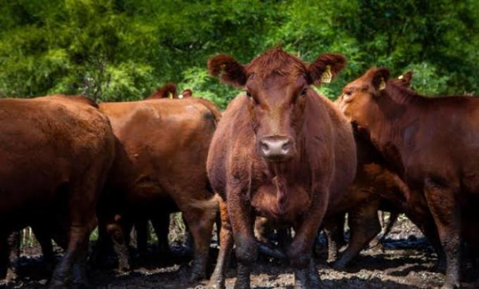 Lanzaron trámites vía online para declaración de nacimiento, muerte de animales y cambio de titularidad 