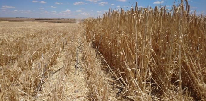 Cómo exportar 7 millones de toneladas de trigo con menos de 400 mm de agua