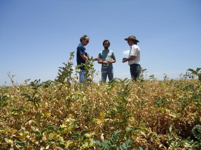 Senasa estableció requisitos para solicitar la ampliación de uso de insecticidas destinados a cultivos “menores”