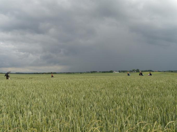 Trigo en riesgo: se espera el ingreso de un nuevo frente frío en el sur bonaerense