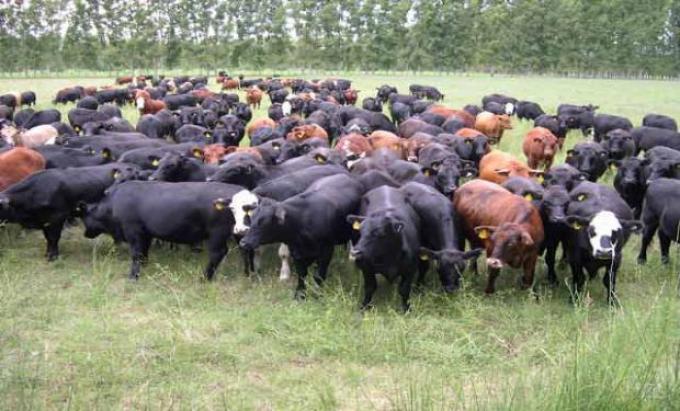 Alertan por una fuerte pérdida de rentabilidad para los productores ganaderos