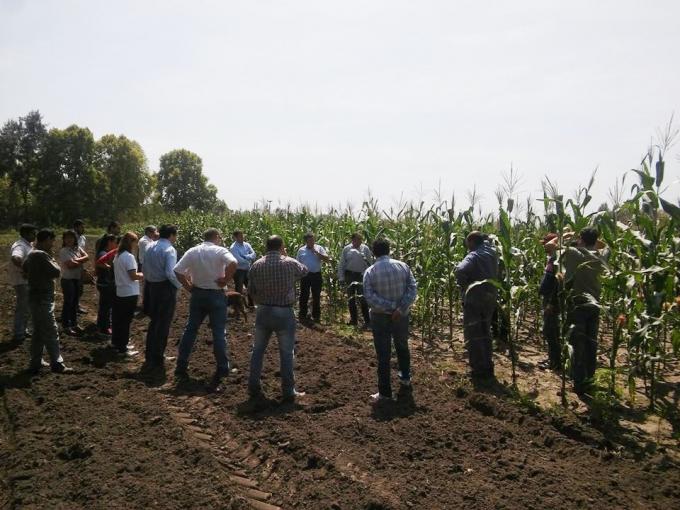 Maíz: Las variedades desarrolladas por INTA tienen buena adaptación en Tucumán