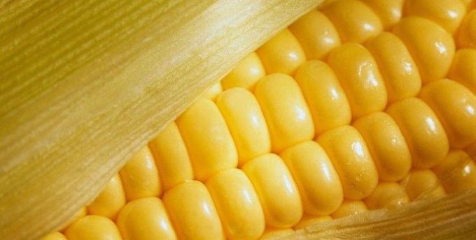 Se ralentizó la siembra de maíz por los excesos de agua