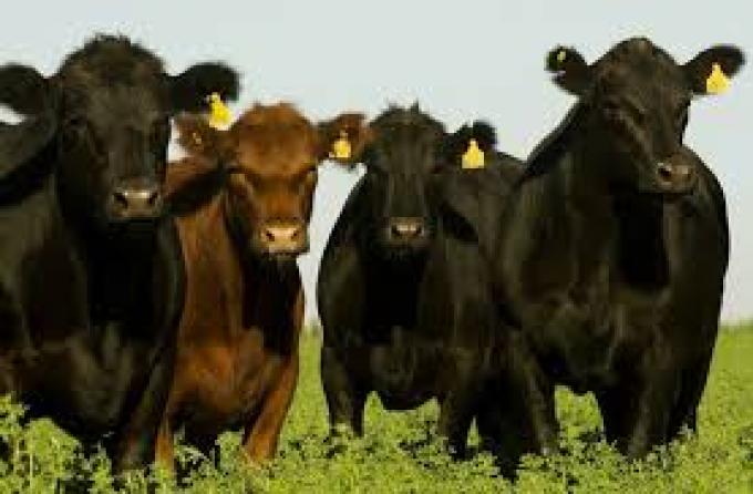 La Argentina exportará semen bovino y bubalino congelado a Pakistán