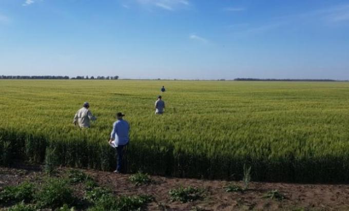 Entre Ríos y Buenos Aires, las únicas que ganarán "la revancha del trigo"
