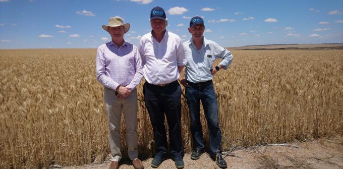 El trigo argentino, en el radar australiano