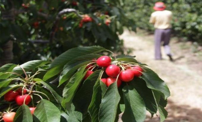 Por primera vez las cerezas argentinas ingresarán a China