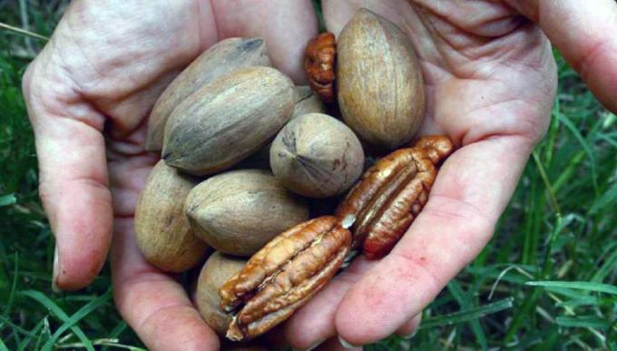 Argentina realizó la primera exportación de nuez pecán con cáscara a Brasil