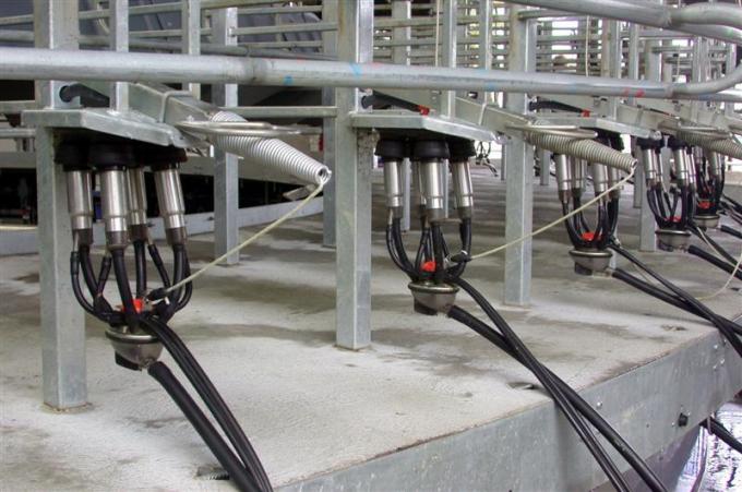 El ordeño robótico mejora la calidad de vida en el tambo