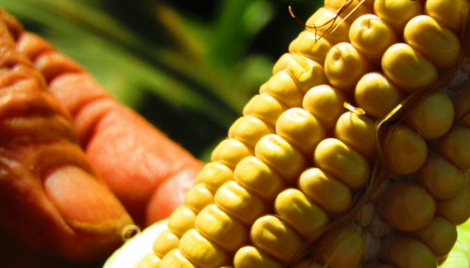 Desarrollarán maíz de alta productividad en Misiones y Corrientes para alimento balanceado y exportación