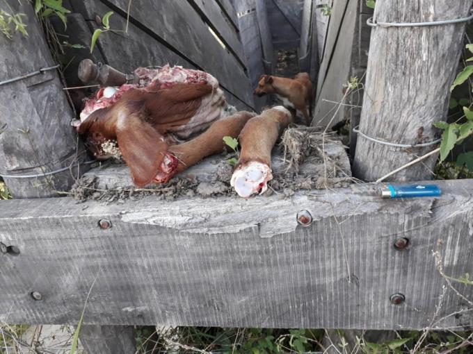 Uruguay: prueba de ADN que impulsa el Instituto de Carnes ante casos de abigeato permitió aclarar la mitad de esos delitos