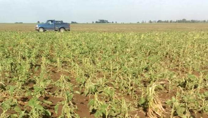 El granizó dañó alrededor de 6.000 hectáreas en La Pampa, según FAA