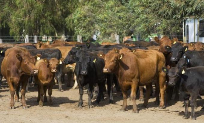Evalúan el impacto de la dieta en la emisión de gases