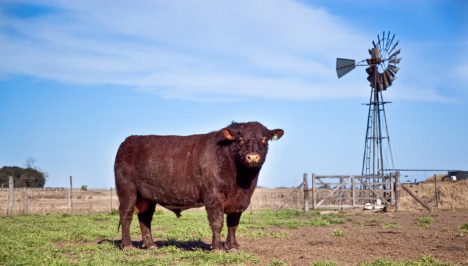 Argentina exportará semen, embriones y reproductores bovinos a Marruecos