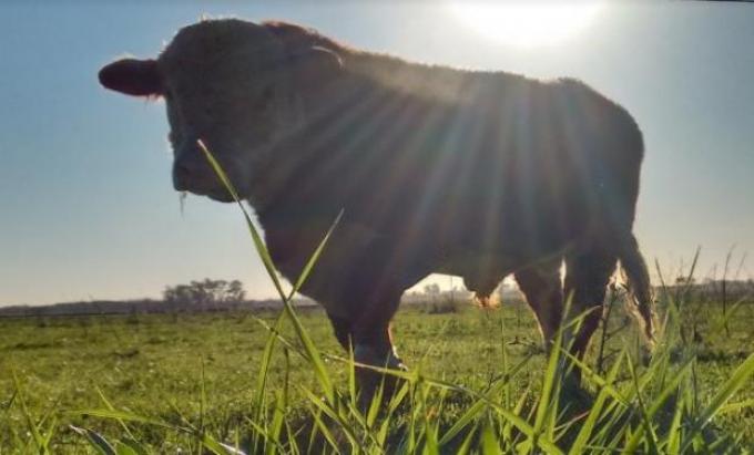 Luces y sombras del negocio ganadero: qué se puede esperar para 2019