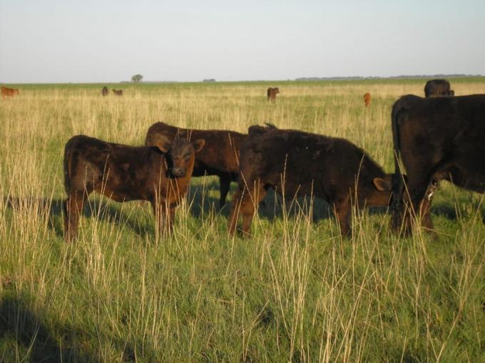 Menos vacas: rodeo bovino caerá en 2019