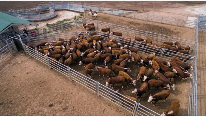Bienestar animal: los secretos de la manga