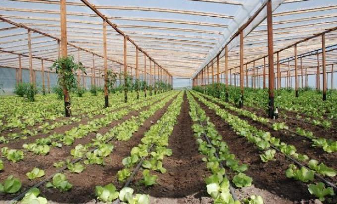 Cambios en las condiciones edilicias para fomentar la producción de alimentos 