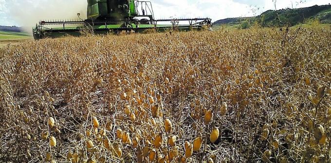 Retenciones, quita de reintegros y clima, tres factores que golpearon a las legumbres