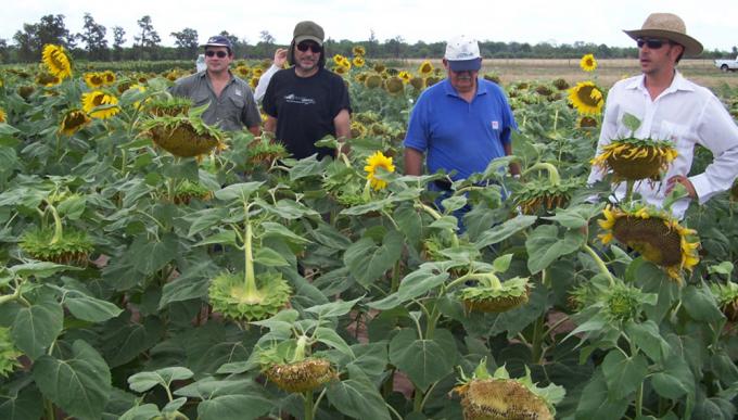 Aseguran que el girasol es un cultivo “en peligro de extinción” por la cartelización